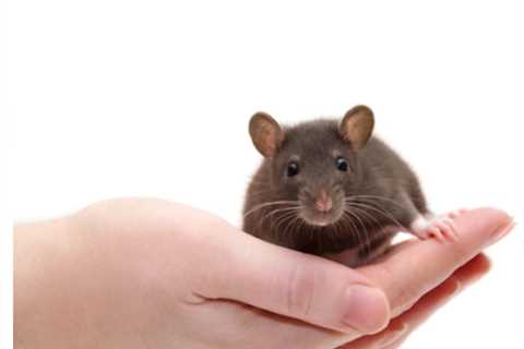 BioNTech Vaccine Treats MS in Mice Without Dampening Immune System