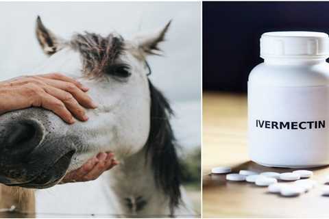Horse owners are struggling to buy ivermectin as Americans scramble for the unproven COVID-19..