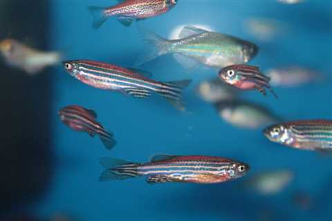 Antibiotic-resistant Bacteria in Fish Treated by Adding Phage Therapy