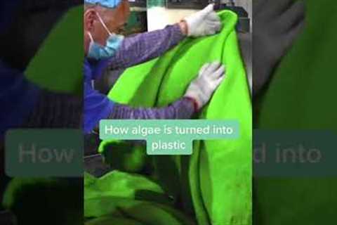 How Plastic Is Made From Algae