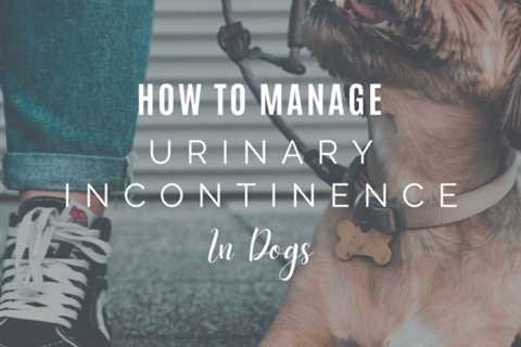 How To Manage Urinary Incontinence in Dogs