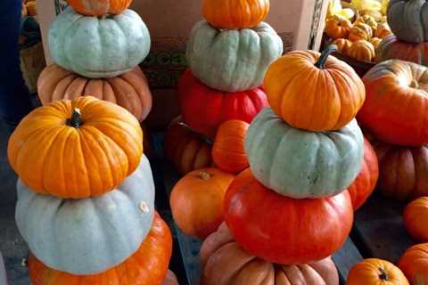 Top 5 Ways to Use Pumpkin