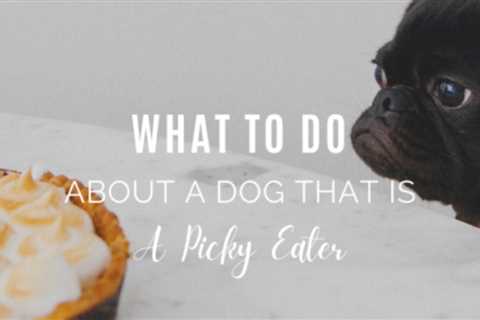 What To Do About a Dog that Is a Picky Eater