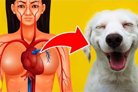What Happens To Your Health & Body When You Own A Dog