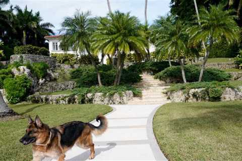 A millionaire German shepherd dog is selling a 9-bedroom Miami mansion previously owned by Madonna, ..