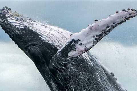 I’ve Got A Whole New Respect For Whales After Seeing Their Huge, Floating Placenta