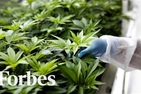 Can Cannabis Combat Covid? That Viral Study May Be Promising But Offers No Proof | Forbes