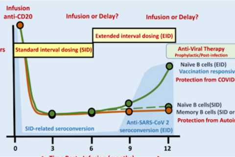 Delaying b-cell depleters (Ocrevus, kesimpta, rituximab) increases the chance of getting protective ..