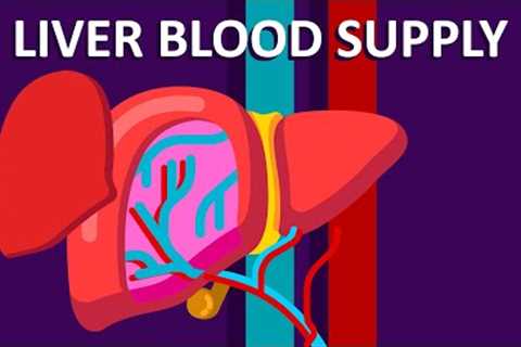 Liver Blood Supply